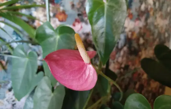 Różowy kwiat anturium, znany jako flamingo flower, z żółtym kielichem na tle zielonych liści i kolorowego tła.